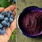 Biologische blauwe bessen poeder